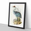 Australian Crane by Elizabeth Gould - Single Picture Frame Painting-55456779-55456774
