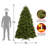 Newberry Spruce Tree-2002216231
