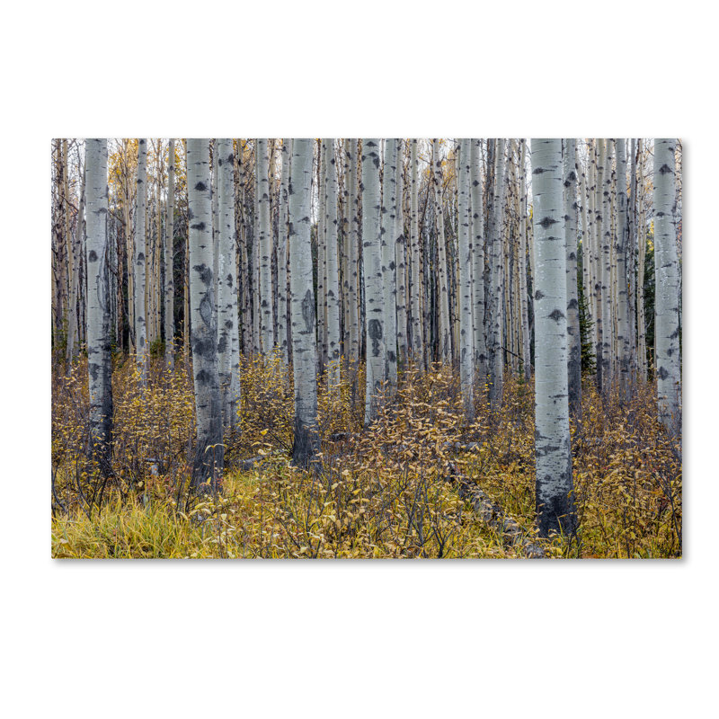 Fabrizzio "Aspen Trees in Autumn" par Pierre Leclerc, reproduction de photo sur toile tendue, H 12 po x l 19 po x P 2 po