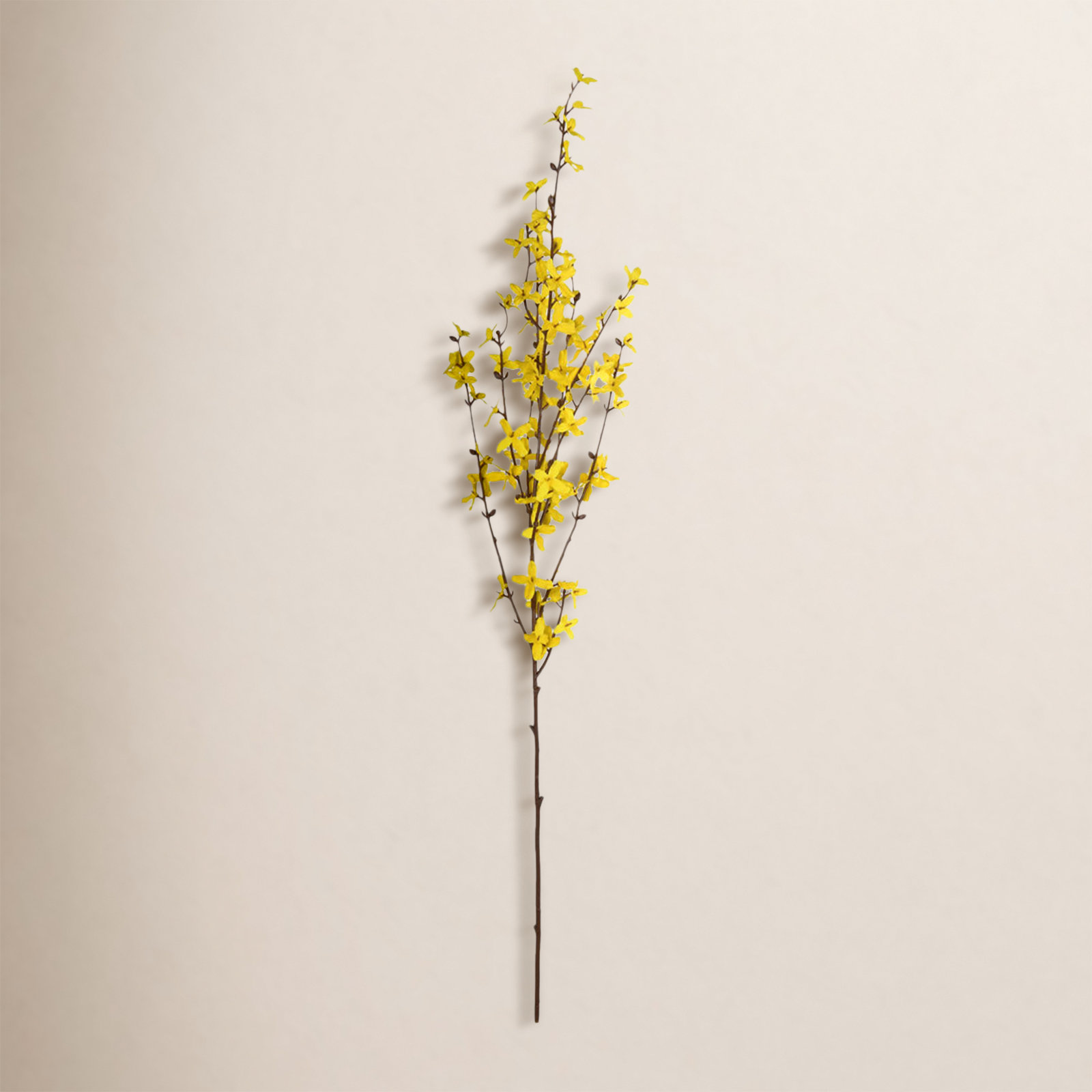 Forsythia Floral Stems