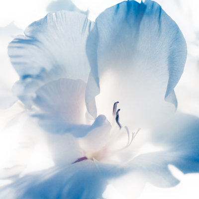Blue Flower - Wrapped Canvas Print