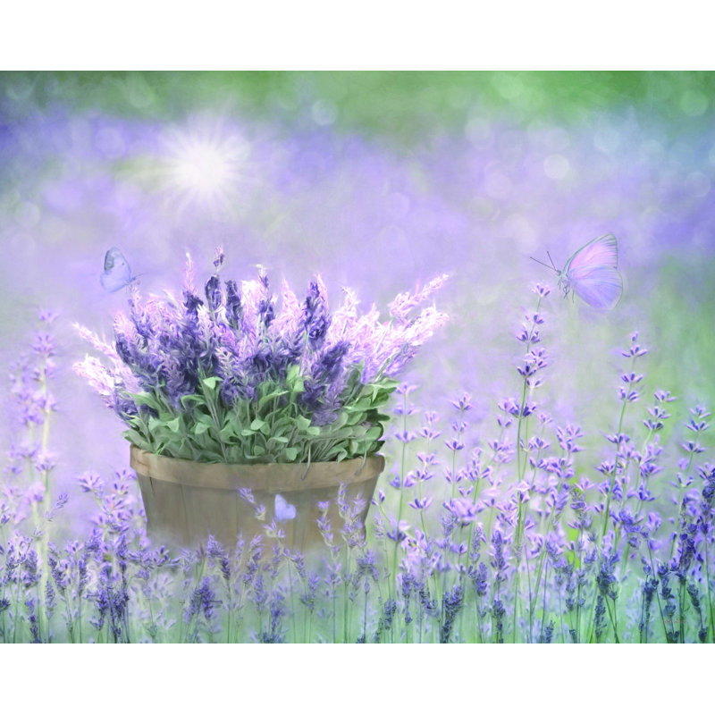 Lavande - impression sur toile, H 12 po x l 16 po