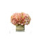 Sarina Hydrangea in Pot-29120476