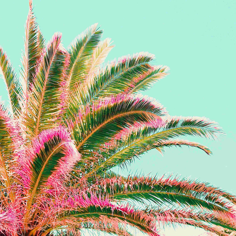 Fiesta Palms - impression sur toile tendue, H 12 po x l 12 po, Non, Toile tendue