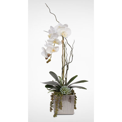 Orchid Arrangement in Pot