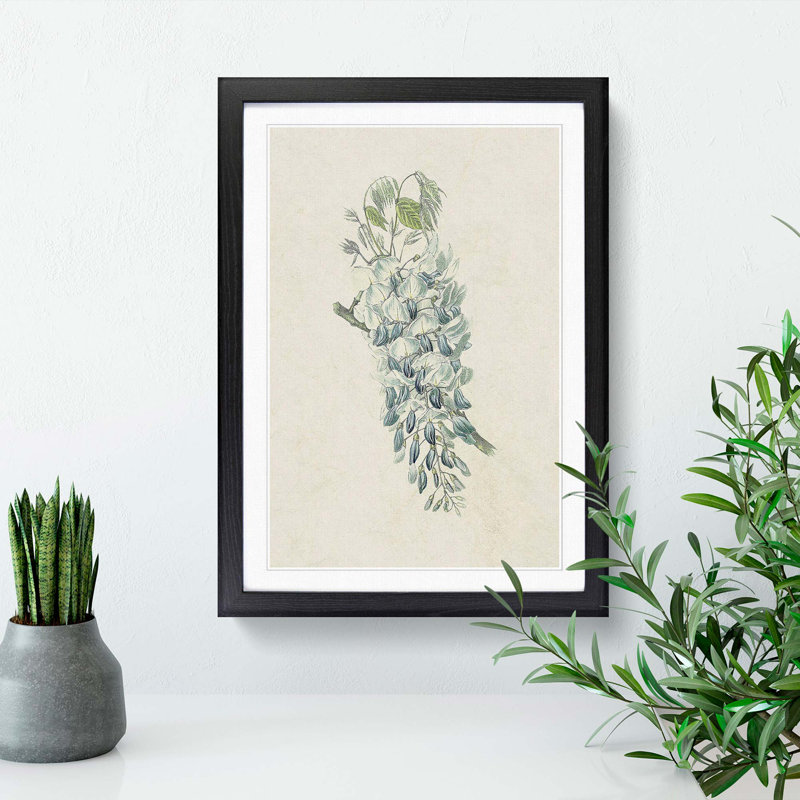 Illustration of Chinese Wisteria Flowers - Picture Frame Graphic Art Print, 48cm H x 36cm W x 2cm D, Black Framed