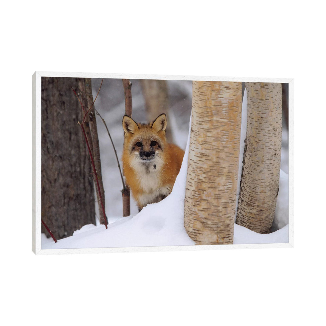 Red Fox Looking Out From Behind Trees In A Snowy Forest, Montana von Tim Fitzharris - Gallery-Wrapped Canvas Giclée on C...