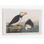 « large-billed puffin' », reproduction d’impression sur toile-28626422-72445345-72445340