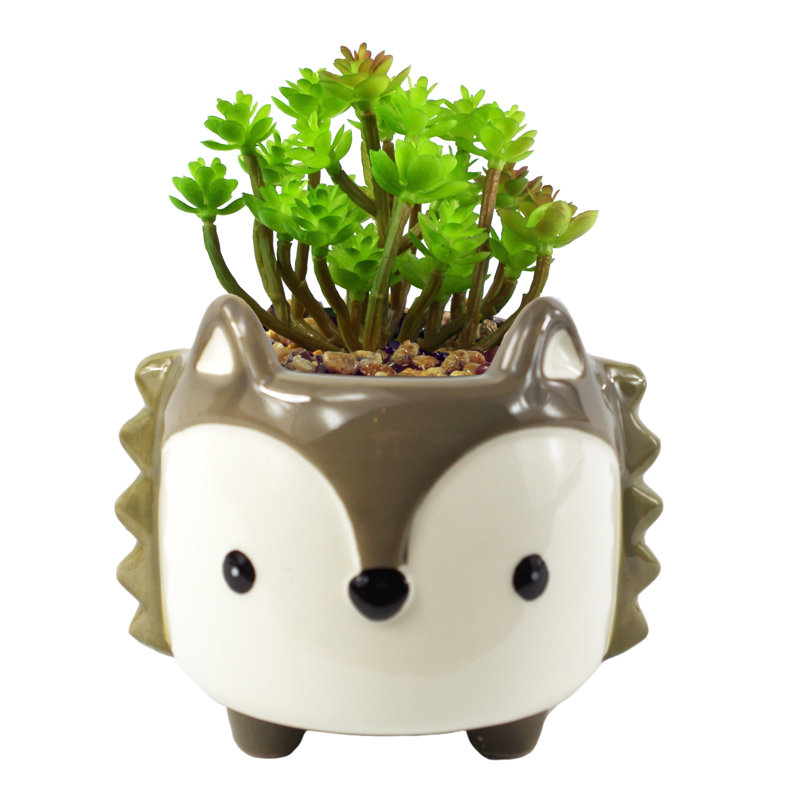 Annistin 15cm Plant