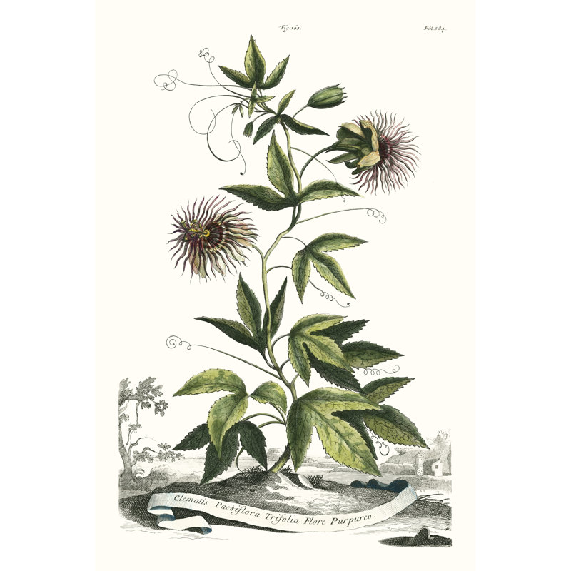 Munting Garden Varieties II by Abraham Munting - Painting, 76cm H x 51cm W, Wrapped Canvas
