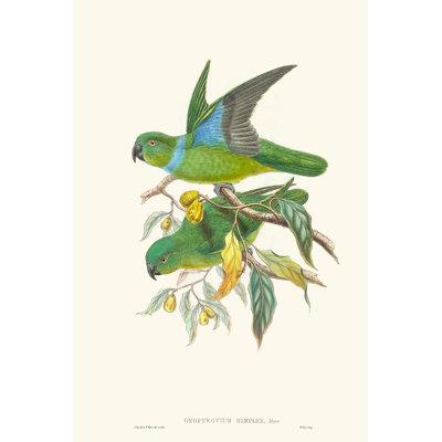 Lime and Cerulean Parrots II by John Gould - Wrapped Canvas Painting