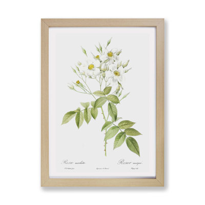 Musk Roses in White by Pierre-Joseph Redoute - Framed Print