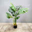Plante tropicale avec pot à fleurs Monstera Deliciosa
