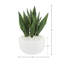 Snake Plant disposée dans un pot en fibre de pierre