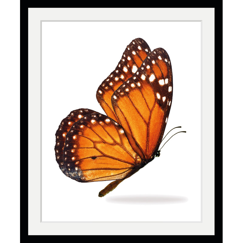 Butterfly - Single Picture Frame Print