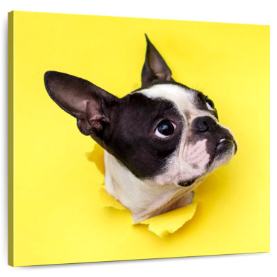 Crowle Boston Terrier Face