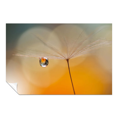 Orange Dandelion - No Frame Print on Glass
