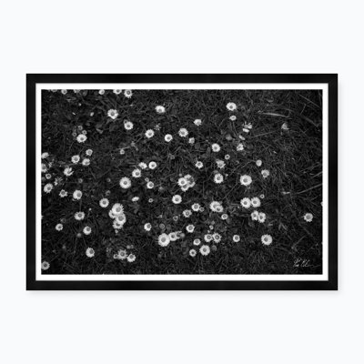 Fields Of White Flowers Print by Tim Klein