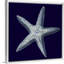 « Indigo shells IV » par vision studio-impression-538534986-538534989