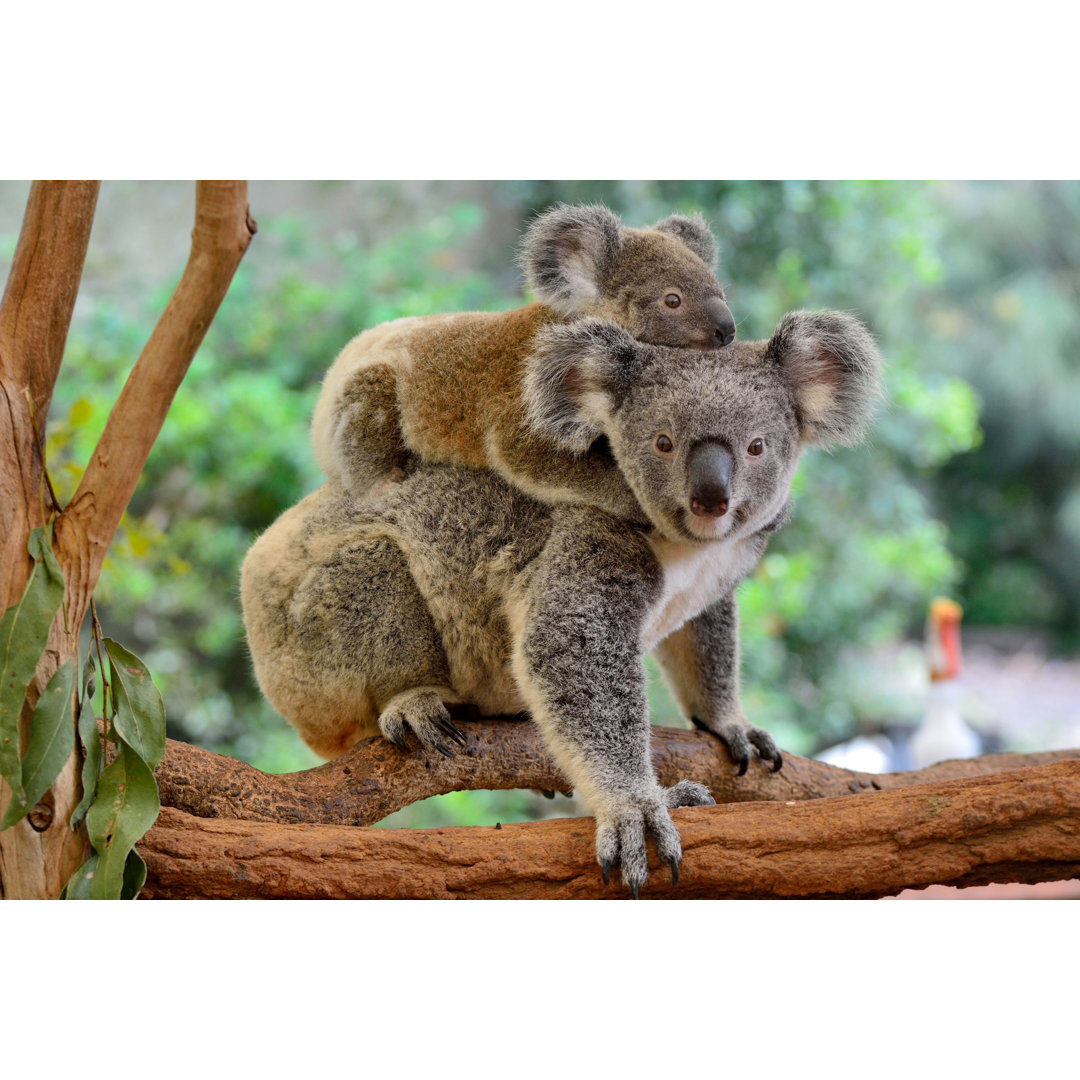 Leinwandbild Mutter Koala mit Baby auf dem Rücken