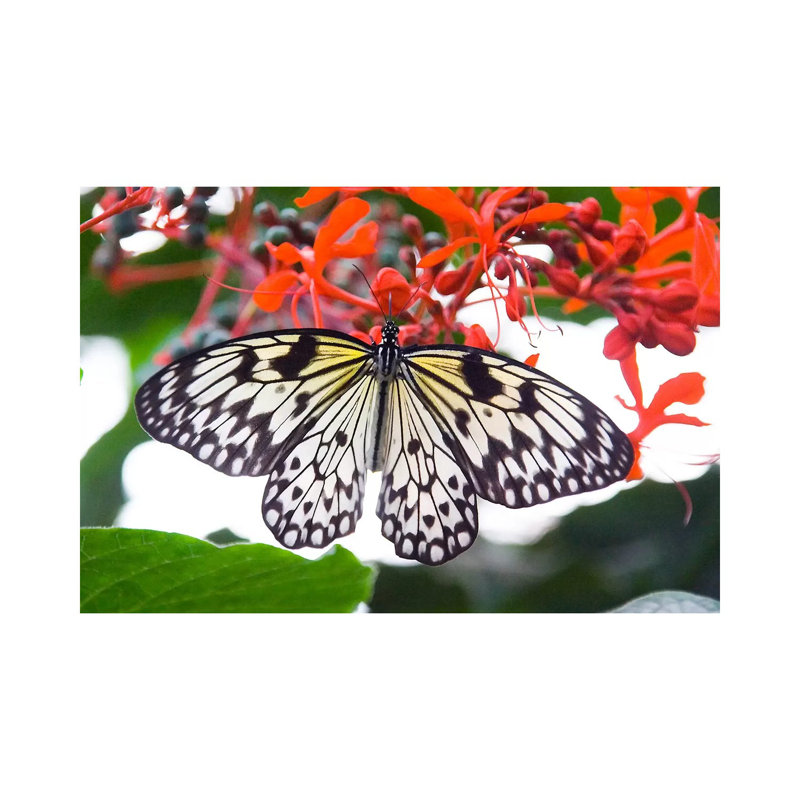 White Butterfly - Wrapped Canvas Print, 30.48 cm H x 45.72 cm W