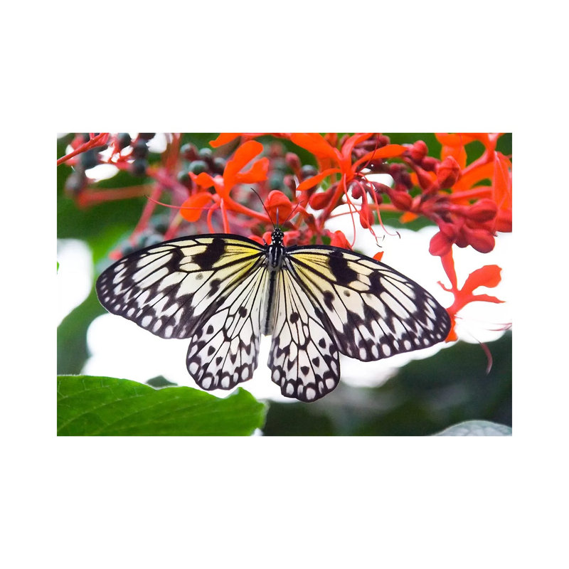 White Butterfly - Wrapped Canvas Print, 101.6 cm H x 66.04 cm W x 3.175 cm D