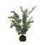 Eucalyptus In Soil Faux Eucalyptus Plant-781249599