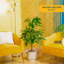 Money Tree in Décor Pot