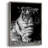 Tiger Repose Framed Print - Solid Wood