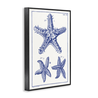 Blue Starfish Diagrams Giclee Art by Vision Studio