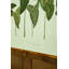 Arum Italicum Garden Print by Sandy Whitaker-848244551