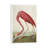 American Flamingo by John Audubon - Floater Frame Painting on Canvas-1482151767-1482151760