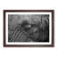 Elephant - Picture Frame Graphic Art Print-55725312-55725315