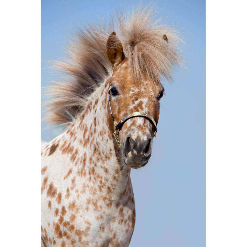 Poney tacheté Merrimack Appaloosa par Alexia Khruscheva, H 48 po x l 32 po