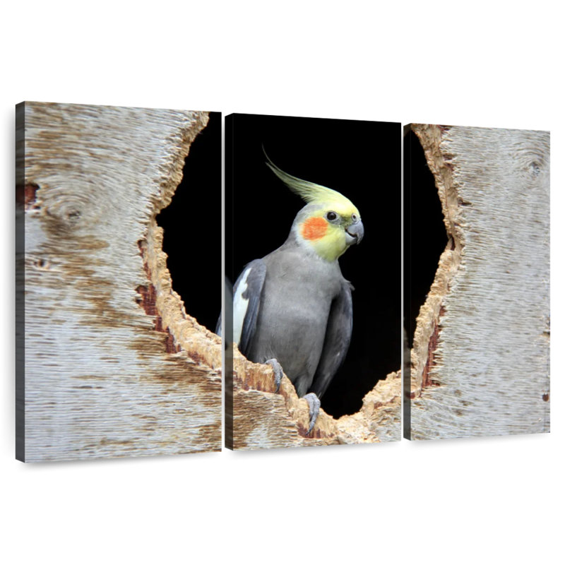 Brampt Cockatiel In A Hole, 36" H x 57" W