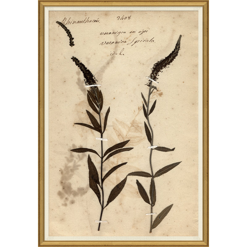 «Herbarium 7», peinture sur cadre