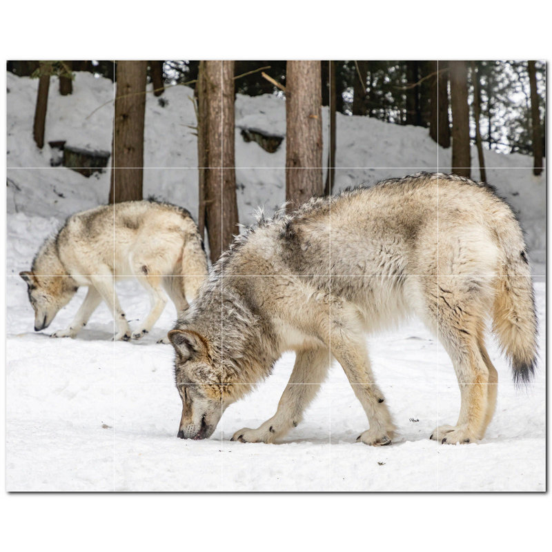 Murale en céramique satinée loup 12 po x 12 po Wolf Photo