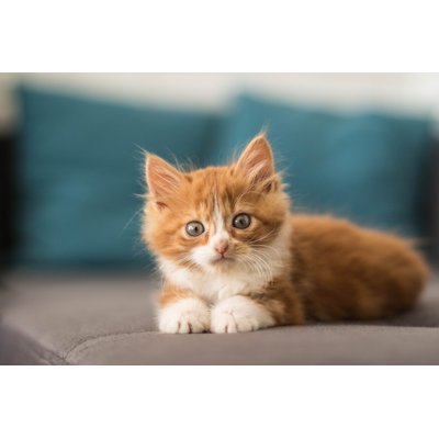 «Lovely Little Kitten Allongé sur un canapé sur toile» par Lafar, photographie