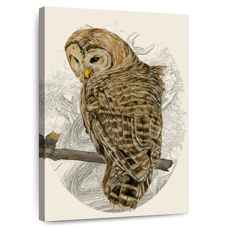 Brampt Barred Owl II, 24" H x 16" W