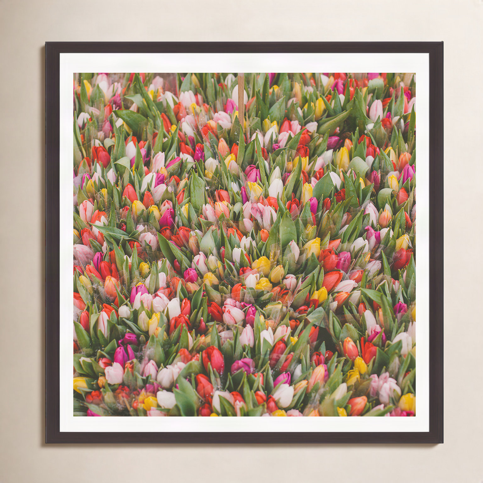 Thyrome "Rainbow Tulips" Print by Hello Twiggs, 12" H x 12" W x 2" D, Espresso Floater Framed, No