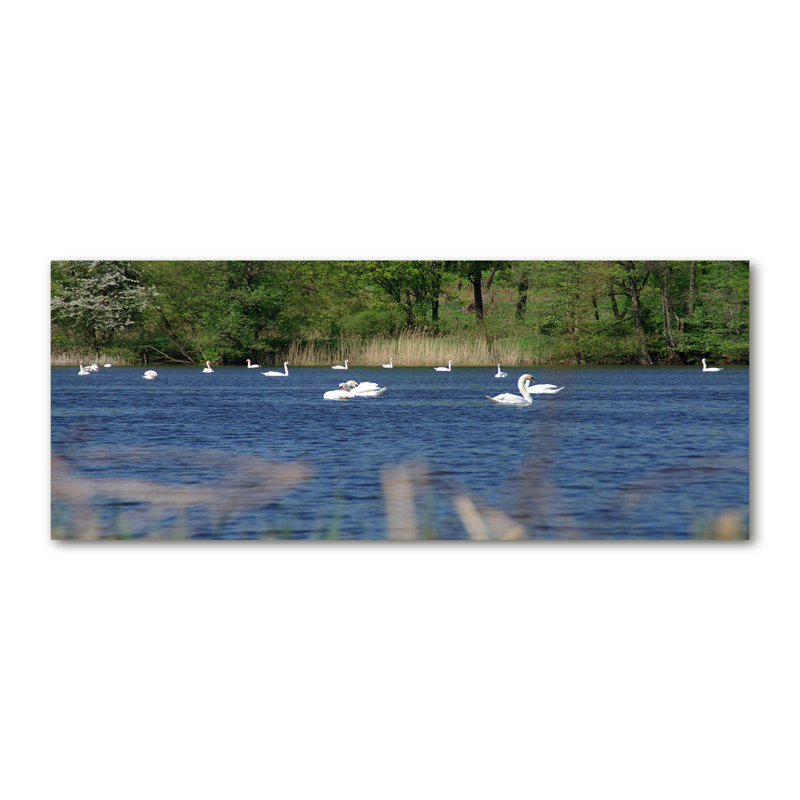 White Swans 1 Piece Wrapped Canvas Wall Art