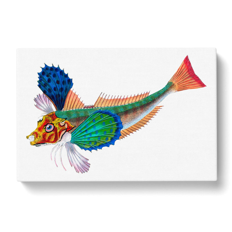 Sapphirine Gurnard Fish by Edward Donovan - Wrapped Canvas Painting, 40cm H x 60cm W x 3cm D