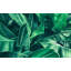 Premium Wallpaper Wall Mural - Tropical Leaves-618890604