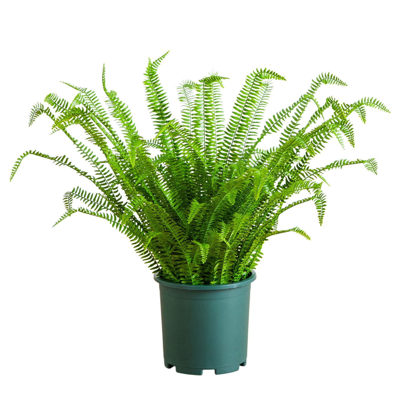 Boston Fern Plant in Nursery Pot, 36" H x 40" W x 40" D