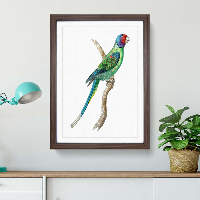 Long-Tailed Parakeet by George Shaw - Framed Print, 36cm H x 27cm W x 2cm D, Walnut Framed
