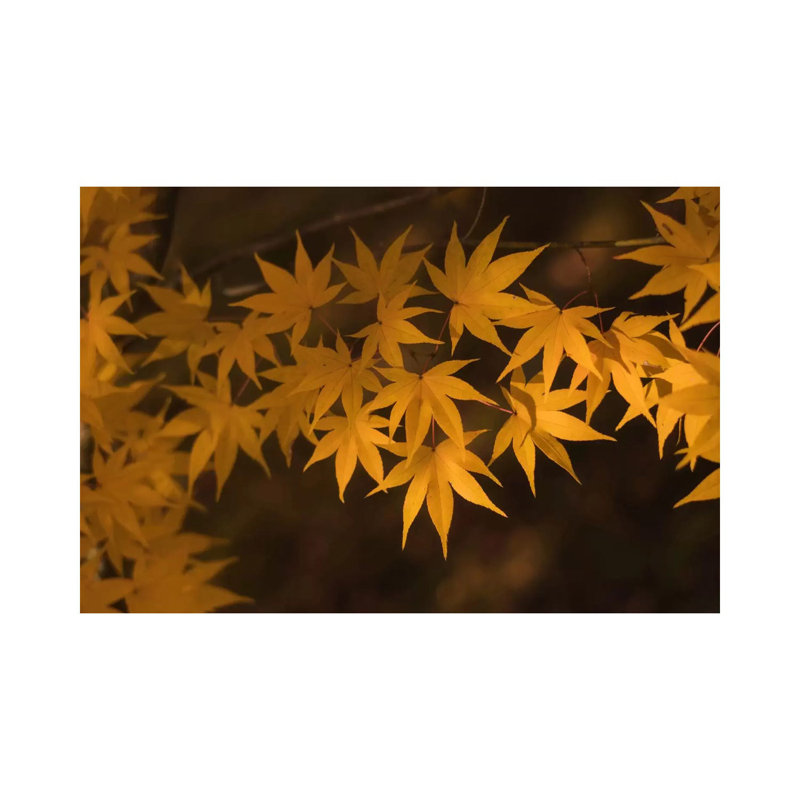 Autumn In Japan II by Daniel Kordan - Wrapped Canvas Print, 20.32 cm H x 30.48 cm W