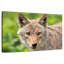 Visage de coyote
