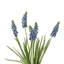 Lilas-86731880