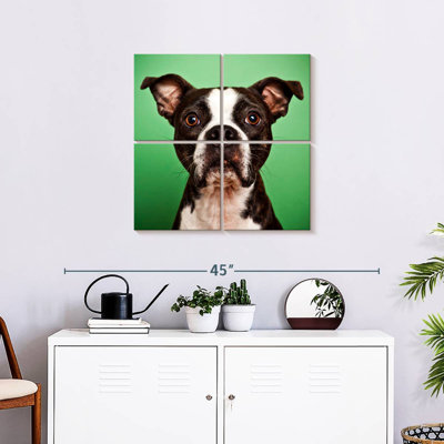 Brampt Attentive Boston Terrier