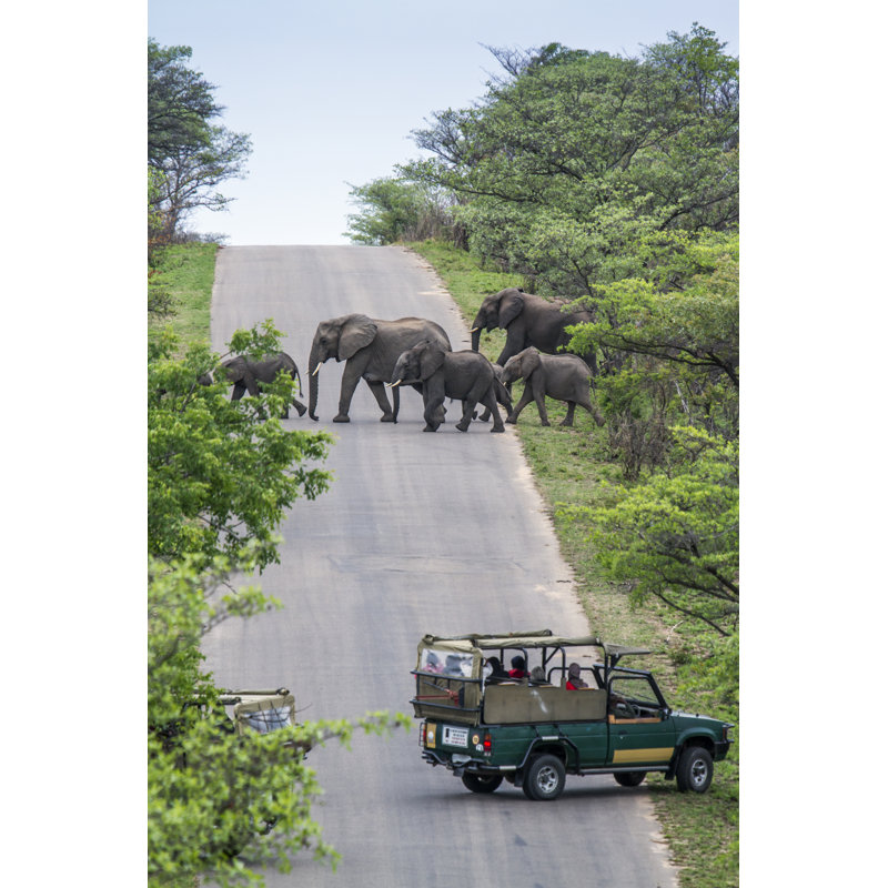 African Bush Elephant in Kruger National Park, South Africa 1 Piece Wrapped Canvas Wall Art, 30cm H x 20cm W